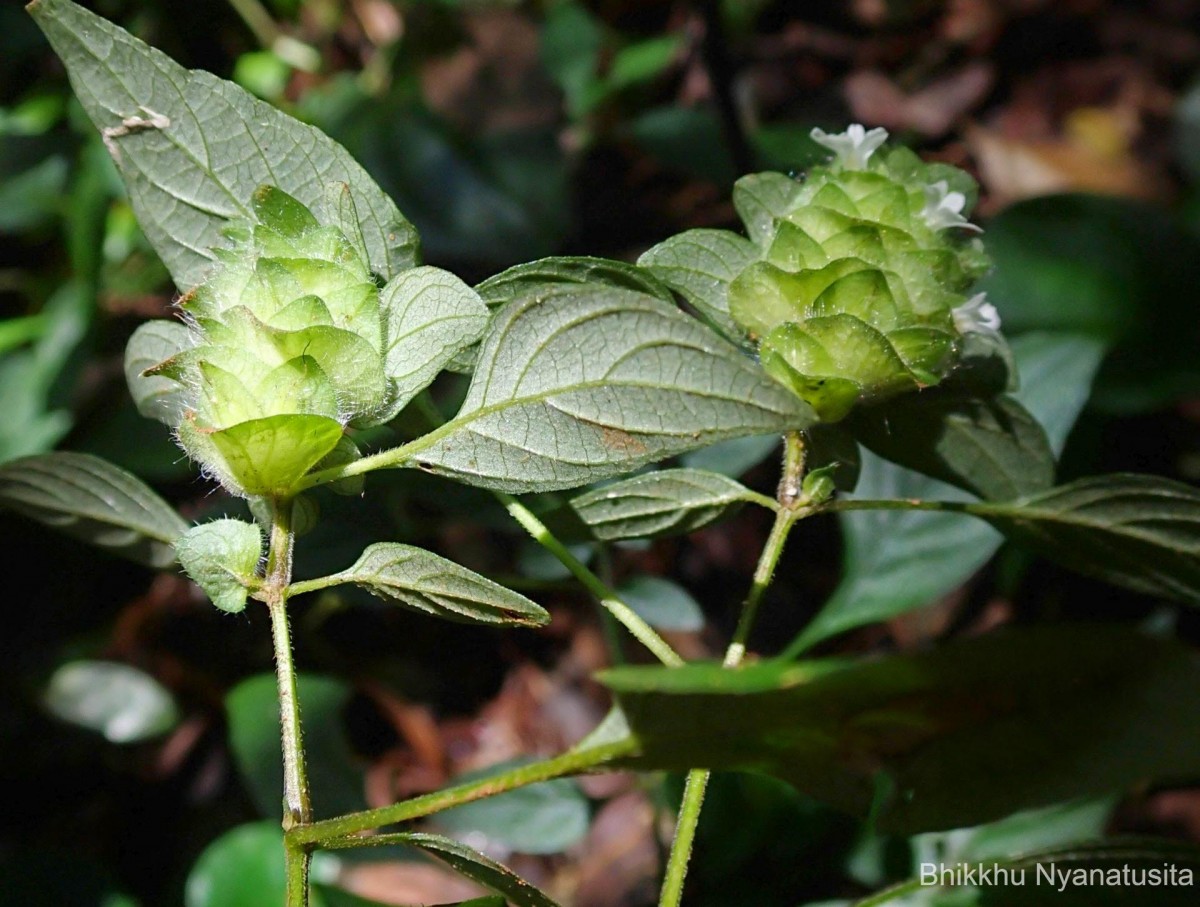 Phaulopsis dorsiflora (Retz.) Santapau